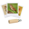 photo-Appeau - Oiseau - Rossignol - Imiter le chant des oiseaux - Fuzeau