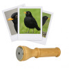 photo-Appeau - Oiseau - Merle - Imiter le chant des oiseaux - Fuzeau